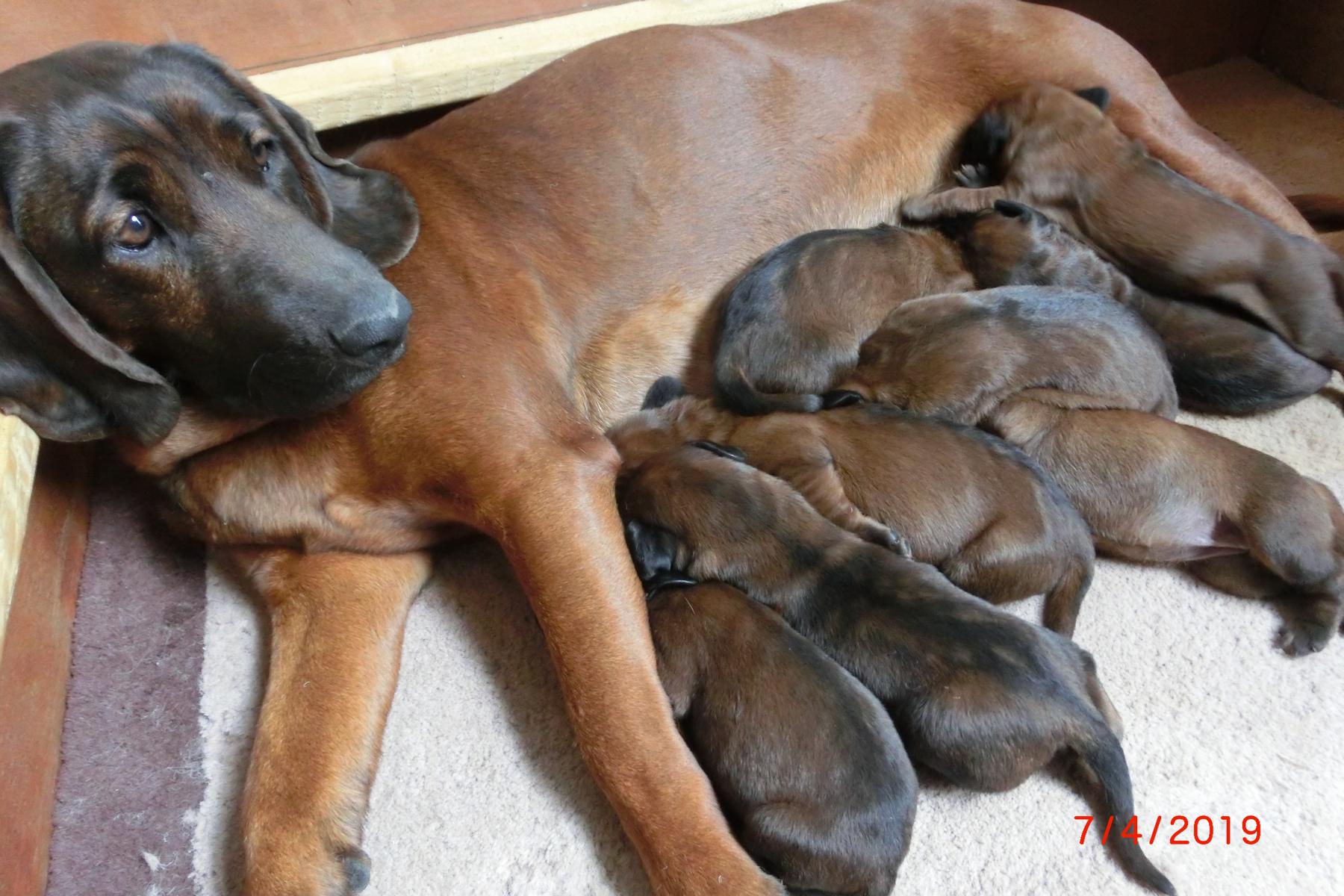 Hundewelpen, wenige Tage alt