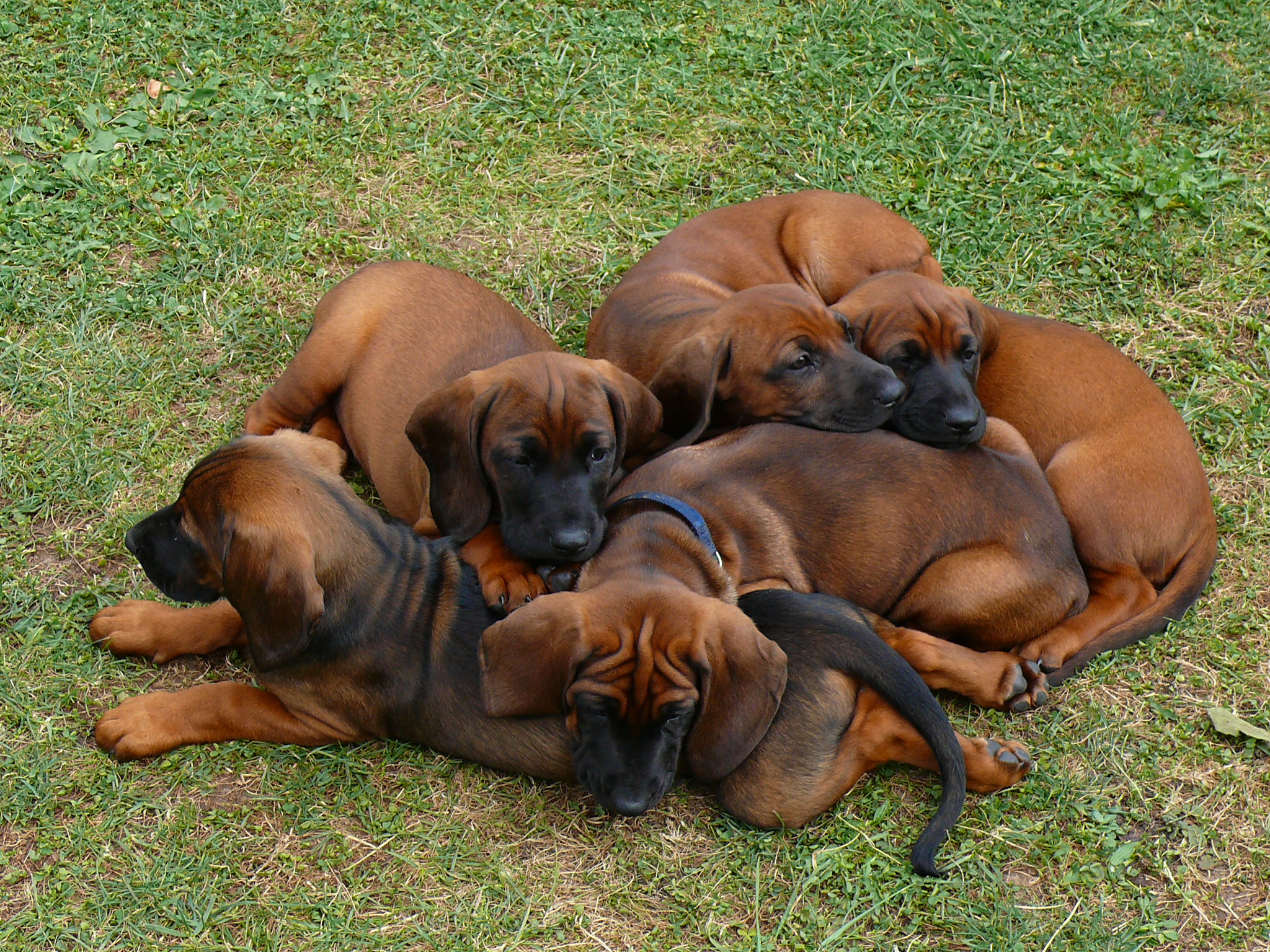 Hundewelpen, 7 Wochen alt