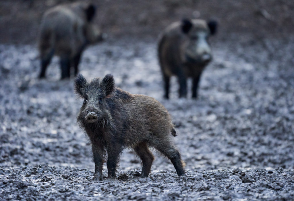 Anträge zur Schwarzwildprämie 2021/22 können gestellt werden!